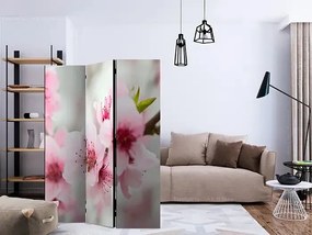 Paraván - Spring, blooming tree - pink flowers [Room Dividers]