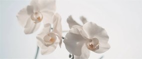 Obraz bielej orchidey (120x50 cm)