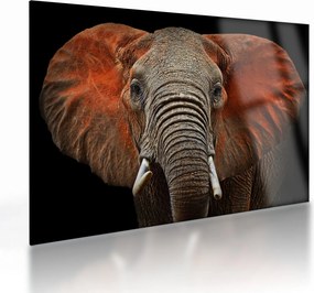 Sklenený obraz - Slony z Tsavo (70x50 cm)