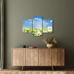 Obraz rozkvitnutej lúky s margarétkami (90x60 cm)