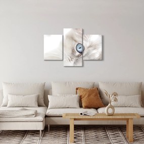 Obraz - Mačka s modrými očami (90x60 cm)