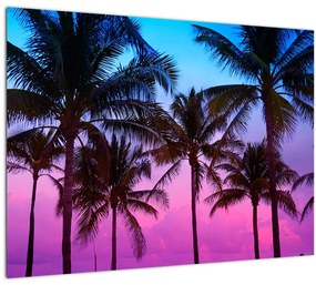 Sklenený obraz - Palmy v Miami (70x50 cm)