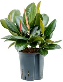 Ficus elastica Robusta 18/19 výška 45 cm