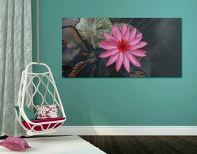 Obraz očarujúci lotosový kvet Varianta: 100x50