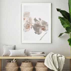 Plagát - Biela orchidea (A4)