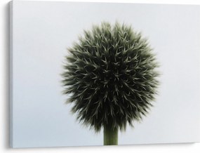 Obraz kvetinové gule (70x50 cm)