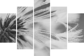 Obraz - Púpava (150x105 cm)