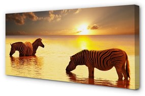 Obraz na plátne Zebry voda západ slnka 100x50 cm