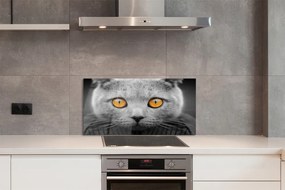 Nástenný panel  Sivá Britská mačka 140x70 cm