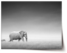 Sablio Plagát Slon a zebra - 60x40 cm