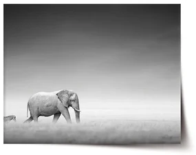 Sablio Plagát Slon a zebra - 60x40 cm