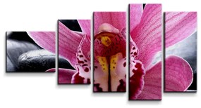 Sablio Obraz - 5-dílný Ružová orchidea - 100x60 cm