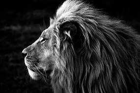 Umelecká fotografie Close-up of a Lion (B&W), azamkassim, (40 x 26.7 cm)