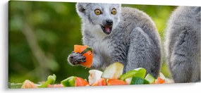 Obraz lemura (120x50 cm)