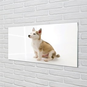 Sklenený obraz Sediaci malého psa 125x50 cm