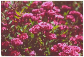 Fototapeta Vliesová Ružové ruže 312x219 cm