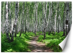Fototapeta, Březový les Příroda Rostliny - 200x140 cm