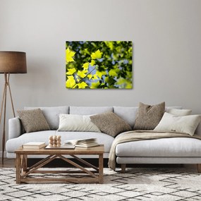 Sklenený obraz - javorové listy (70x50 cm)