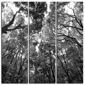 Obraz na plátne - Zelené stromy v lese - štvorec 3194QB (105x105 cm)