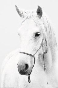 Plagát, Obraz - biely koň, (61 x 91.5 cm)