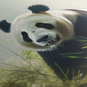 Obraz - Panda (120x50 cm)