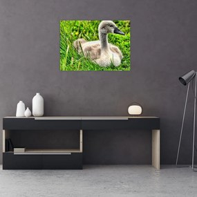 Obraz - malá labuť v tráve (70x50 cm)