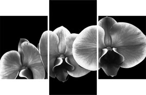 Obraz kvetu orchidey (90x60 cm)