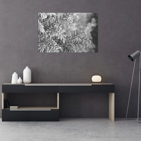 Obraz - Smrekový les (90x60 cm)