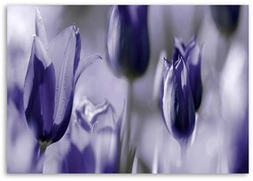 Obraz na plátně Tulipán květ fialový - 90x60 cm