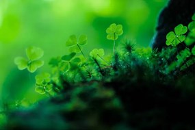 Umelecká fotografie Clover on the forrest floor, Baac3nes, (40 x 26.7 cm)