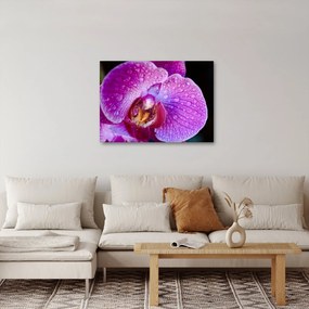 Detailný obraz kvetu orchidey (70x50 cm)