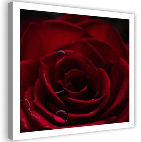 Obraz na plátně Red Rose Nature - 60x60 cm