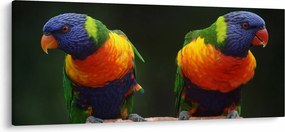 Obraz papagájov (120x50 cm)