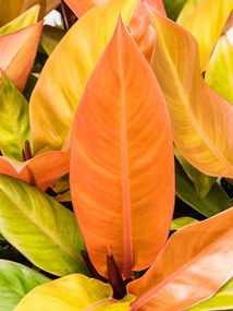 Philodendron Red Sun 12x25 cm