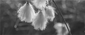 Obraz - Cottongrass (120x50 cm)