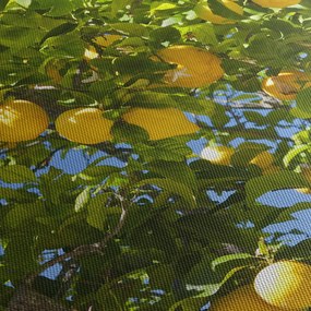 Obraz - Citrónovník (90x60 cm)