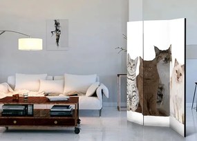 Paraván - Sweet Cats [Room Dividers] Veľkosť: 135x172, Verzia: Obojstranný