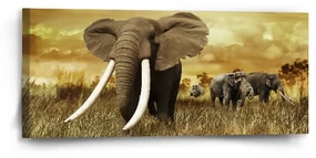 Sablio Obraz Slon Africký - 110x50 cm