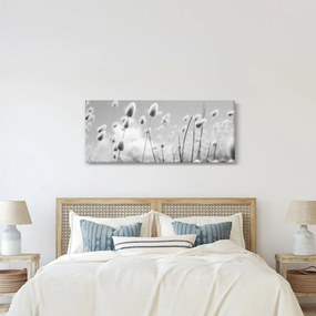 Obraz - Boho bunny tail grass (120x50 cm)