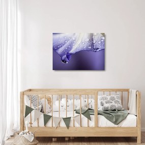 Sklenený obraz - Okvetný lístok s kvapkami (70x50 cm)