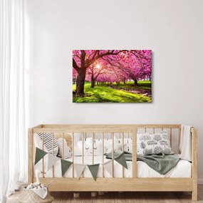 Obraz rozkvitnutých čerešní, Hurd Park, Dover, New Jersey (90x60 cm)