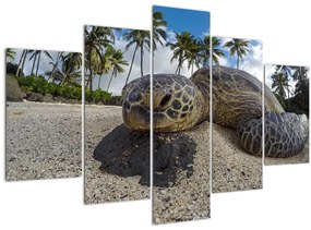 Obraz korytnačky (150x105 cm)