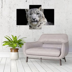 Obraz - Leopard snežný (90x60 cm)