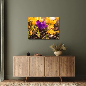 Obraz fialovej kvetiny (70x50 cm)