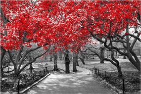 Obraz - Červené stromy, Central Park, New York (90x60 cm)