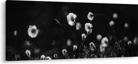 Obraz - Lúka s cottongrass N⁰1 (120x50 cm)