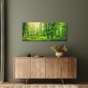 Obraz - Jarný listnatý les (120x50 cm)