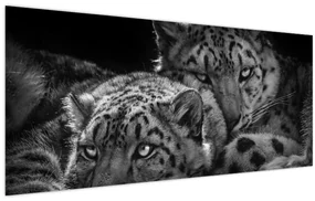 Obraz - Odpočívajúci gepardy (120x50 cm)