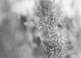 Sklenený obraz - Boho pampas grass (70x50 cm)