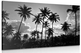 Obraz kokosové palmy na pláži v čiernobielom prevedení Varianta: 120x80